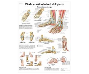 3B Scientific - Laminated Shoulder & Elbow Chart - Anatomy & Pathology - UV & Dust-Protected Poster for Study, Teaching & Clinics