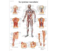 3B Scientific - Laminated Spinal Nerves Chart - UV & Dust-Protected Anatomy Poster for Study, Teaching & Clinics