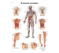 3B Scientific - Laminated Sports Injuries Chart - UV & Dust-Protected Anatomy Poster for Study, Teaching & Clinics
