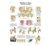 3B Scientific Laminated Teaching Board - Bacino e Anca Chart - Italian