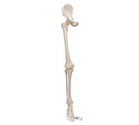 3B Scientific Leg Skeleton with Hip Bone Model + free anatomy software - 3B Smart Anatomy