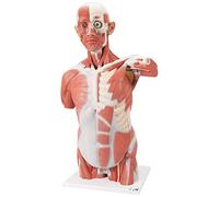 3B Scientific Life Size Muscle Torso 27 Part + free Anatomy App - 3B Smart Anatomy, VA16
