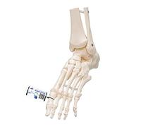 3B Scientific Loose Foot and Ankle Skeleton Model + free anatomy software - 3B Smart Anatomy