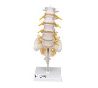 3B Scientific Lumbar Spinal Column + free anatomy software - 3B Smart Anatomy
