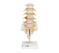 3B Scientific Lumbar Spinal Column with Dorso Lateral Prolapsed InterVertebral Disc + free anatomy software - 3B Smart Anatomy