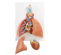 3B Scientific Lung Mode with Larynx 5 Part + free Anatomy App - 3B Smart Anatomy