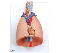3B Scientific® Lung Model with Larynx - 7-Part Life-Size Human Respiratory Anatomy + Smart Anatomy App (5-Year Warranty)