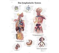 3B Scientific Lymphatic System Educational Chart, Human Lymphatic Anatomy Poster, Lymph Nodes, Lymphatic Vessels & Organs Teaching Chart