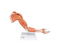 3B Scientific M11 Deluxe Muscle Arm, 6 Part, Life Size + free Anatomy App - 3B Smart Anatomy