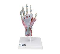 3B Scientific M33/1 Hand Skeleton Model With Ligaments And Muscles + free anatomy software - 3B Smart Anatomy