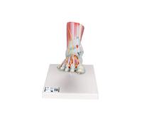 3B Scientific M34/1 Foot Skeleton Model with Ligaments and Muscles + free anatomy software - 3B Smart Anatomy