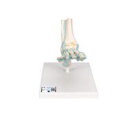 3B Scientific M34 Foot Skeleton Model With Ligaments + free anatomy software - 3B Smart Anatomy