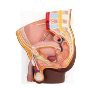 3B Scientific Male Pelvis Model in Median Section, 2 part, dark skin, 3B Smart Anatomy
