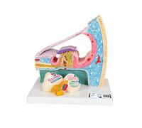 3B Scientific Menschliche Anatomie - Cortisches Organ + free Anatomy App - 3B Smart Anatomy