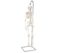 3B Scientific Mini Human Skeleton Model Shorty - On Hanging Stand A18/1 + free anatomy software - 3B Smart Anatomy