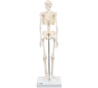 3B Scientific Mini Human Skeleton Model Shorty - Pelvic Mounted on a Base A18 + free anatomy software - 3B Smart Anatomy
