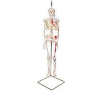 3B Scientific Mini Human Skeleton Model Shorty - with Painted Muscles, On Hanging Stand A18/6 + free anatomy software - 3B Smart Anatomy