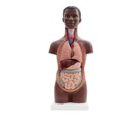 3B Scientific Mini Human Torso Model, 12 part, dark skin, 3B Smart Anatomy