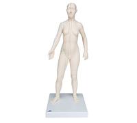 3B Scientific N31 Acupuncture Model, Female