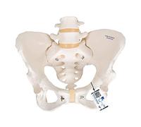 3B Scientific Pelvic Skeleton Female + free Anatomy App - 3B Smart Anatomy, A61