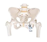3B Scientific Pelvic Skeleton Female with Movable Femur Heads + free anatomy software - 3B Smart Anatomy A62