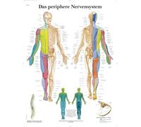 3B Scientific Peripheral Nervous System Anatomy Chart, Paper Anatomy Poster, Detailed Nerve System Wall Chart for Medical Students, Nursing, Neurology & Healthcare Education