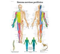 3B Scientific Peripheral Nervous System Chart, Spanish Nervous System Anatomy Poster, Educational Wall Chart of Peripheral Nerves for Medical, Biology & Healthcare Education