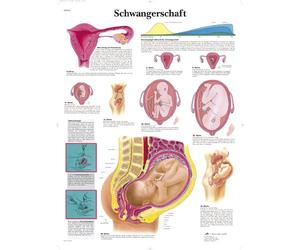 3B Scientific Pregnancy Chart, 1