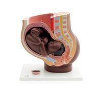 3B Scientific Pregnancy Pelvis Model in Median Section with Removable Fetus (40 weeks), 3 part, dark skin, 3B Smart Anatomy