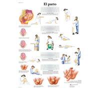 3B Scientific Printed in Paper, Childbirth, 1