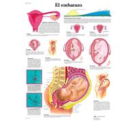 3B Scientific Printed in Paper, Pregnancy, 1