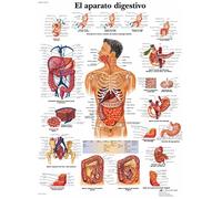 3B Scientific Printed in Paper, The Digestive System, 1