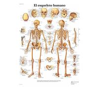 3B Scientific Printed in Paper, The Human Skeleton, 1