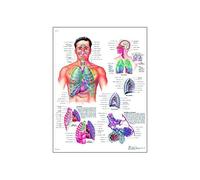 3B Scientific Printed in Paper, The Respiratory Tract VR3322L Glossy UV Resistant Laminated Paper El Aparato Respiratorio Anatomical Chart (Spanish), Poster Size 20" Width x 26" Height, 1