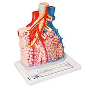 3B Scientific Pulmonary Lobes + free Anatomy App - 3B Smart Anatomy G60