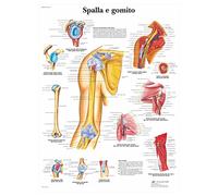 3B Scientific Shoulder & Elbow Anatomy Chart, Italian Paper Anatomy Poster, Detailed Upper Limb Joint Wall Chart for Medical Students, Orthopaedics, Physiotherapy & Healthcare Education