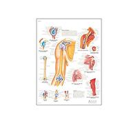 3B Scientific Shoulder & Elbow Anatomy Educational Chart, Shoulder Joint & Elbow Anatomy Poster, Rotator Cuff, Ligaments, Muscles & Pathology Teaching Chart