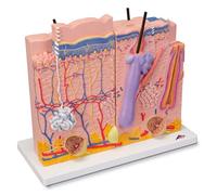 3B Scientific Skin Model + free Anatomy App - 3B Smart Anatomy