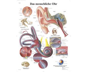 3B Scientific The Human Ear Chart, 1