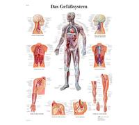 3B Scientific The Vascular System Educational Chart, Human Circulatory System Anatomy Poster, Arteries and Veins Teaching Chart, Medical Education Wall Chart, 50 x 67 cm, German