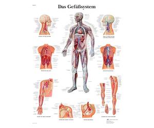 3B Scientific The Vascular System Educational Chart, Human Circulatory System Anatomy Poster, Arteries and Veins Teaching Chart, Medical Education Wall Chart, 50 x 67 cm, German