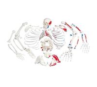 3B Scientific® Unmounted Skeleton Model with Muscle Markings - Life-Size Human Skeleton with Loose Bones on Wire + Smart Anatomy App (5-Year Warranty)