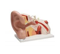 3B Scientific VJ513 Giant Ear 5 Times Full Size 3 Part + free Anatomy App - 3B Smart Anatomy