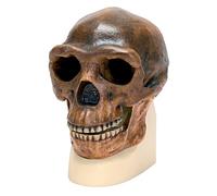 3B Scientific VP750/1 Homo Erectus Pekinensis Skull Model, Replica
