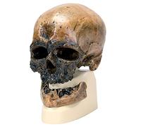 3B Scientific VP752/1 Homo Sapiens Skull (Cro-Magnon) Model, Replica