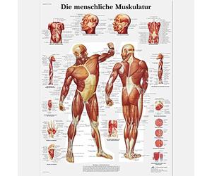 3B Scientific VR0118UU Anatomical Chart The Human Musculature