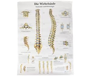 3B Scientific VR0152UU Anatomical Chart - The Human Spine