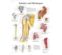 3B Scientific VR0170UU Shoulder and Elbow Chart 1