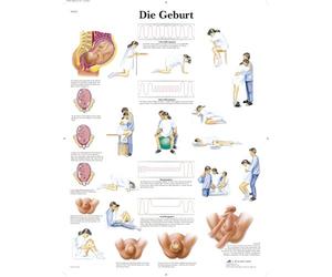 3B Scientific VR0555UU Birth Examination Poster, German