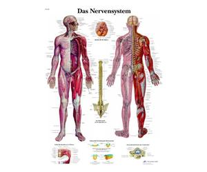 3B Scientific VR0620UU Anatomical Chart - The Nervous System